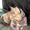 Lexi joined the competition — help win amazing prizes! cat, feline, pet, indoor, couch, collar, fur, yellow_eyes, relaxed, side_view, animal, mammal, whiskers, paws, close_up, domestic_cat, soft_lighting, resting, comfortable, portrait