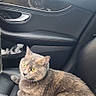 alert, animal, car_interior, cat, closeup, comfort, curled_up, domestic_cat, door_panel, feline, gray_cat, indoor, leather_seat, luxury, pet, seat, sitting, vehicle, wood_trim, yellow_eyes