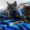 animal, bed, blanket, box, cat, cats, collar, cozy, cute, domestic_cat, feline, fur, gray_cat, indoor, pet, relaxed, resting, sleepy, tabby_cat, two_cats