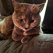 Lexi joined the competition — help win amazing prizes! cat, animal, pet, feline, whiskers, fur, ears, eyes, paws, indoor, curtains, soft_light, resting, closeup, portrait, cozy, brown, cute, domestic_cat, relaxed