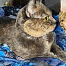 animal, bed, blue_blanket, cat, close_up, collar, cozy, domestic, ears, feline, fur, indoor, looking_away, mammal, pet, relaxing, resting, side_profile, two_cats, whiskers