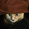 cat, animal, pet, feline, yellow_eyes, hat, brown_hat, cozy, curious, closeup, portrait, indoor, dark_background, texture, whiskers, face, cute, alert, mysterious, fur