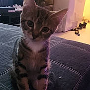 Lavender joined the competition — help win amazing prizes! kitten, cat, tabby, pet, indoor, couch, furniture, window, sitting, curious, animal, young, domestic_cat, cozy, home, shelf, light, room, portrait, cute