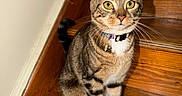 Lavender is registered to the contest to win money with this photo: cat, tabby, pet, stairs, wooden_stairs, collar, whiskers, yellow_eyes, white_paws, indoor, feline, animal, curious, sitting, domestic_cat, household, cute, fur, portrait, alert