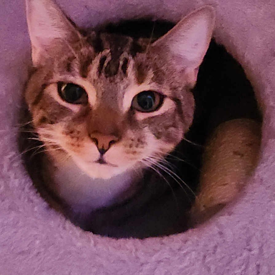 Lavender is registered to the contest to win money with this photo: cat, tabby, pet, animal, feline, indoor, curious, ears, whiskers, face, hole, purple, fuzzy, cat_tree, cozy, closeup, looking, cute, resting, soft