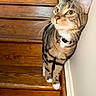 Lavender joined the competition — help win amazing prizes! cat, tabby, stairs, wood, collar, bell, pet, animal, whiskers, curious, indoor, feline, paws, fur, striped, wall, domestic, alert, closeup, house