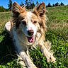 dog, animal, outdoor, grass, greenery, blue_sky, sunlight, happy, pet, canine, nature, field, ears_up, tongue_out, lying_down, fur, muzzle, daytime, smiling, playful