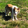 dog, canine, outdoor, grass, sunlight, animal, pet, mammal, fur, nature, walking, tongue, ears, brown, white, daylight, field, standing, curious, friendly
