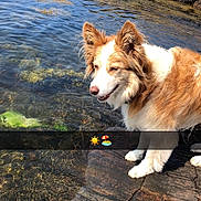 Lily is registered to the contest to win money with this photo: dog, water, rock, outdoor, sunny, sky, nature, animal, pet, fur, brown, white, shore, coast, daytime, canine, landscape, happy, summer, emojis