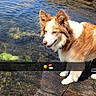 dog, water, rock, outdoor, sunny, sky, nature, animal, pet, fur, brown, white, shore, coast, daytime, canine, landscape, happy, summer, emojis