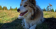 Lily is registered to the contest to win money with this photo: dog, grass, outdoor, nature, blue_sky, sunlight, happy, canine, fur, animal, field, tree, pet, tongue_out, daytime, landscape, muzzle, ears, relaxing, closeup