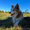 dog, grass, outdoor, nature, blue_sky, sunlight, happy, canine, fur, animal, field, tree, pet, tongue_out, daytime, landscape, muzzle, ears, relaxing, closeup