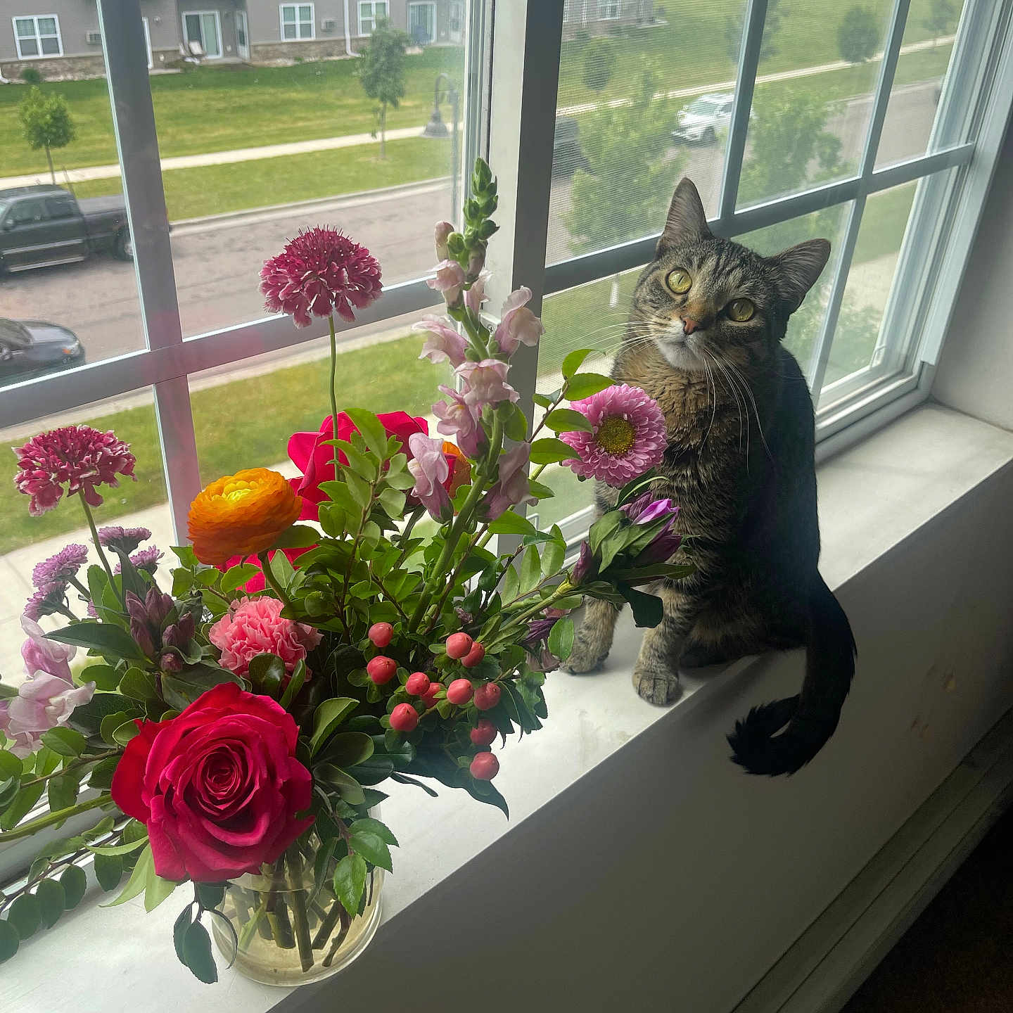 Maui joined the competition — help win amazing prizes! animal, car, cat, daisy, flower, flowerarrangement, flowerbouquet, geranium, pet, petal, pickuptruck, plant, pottedplant, pottery, rose, transportation, truck, vehicle, window, windowsill