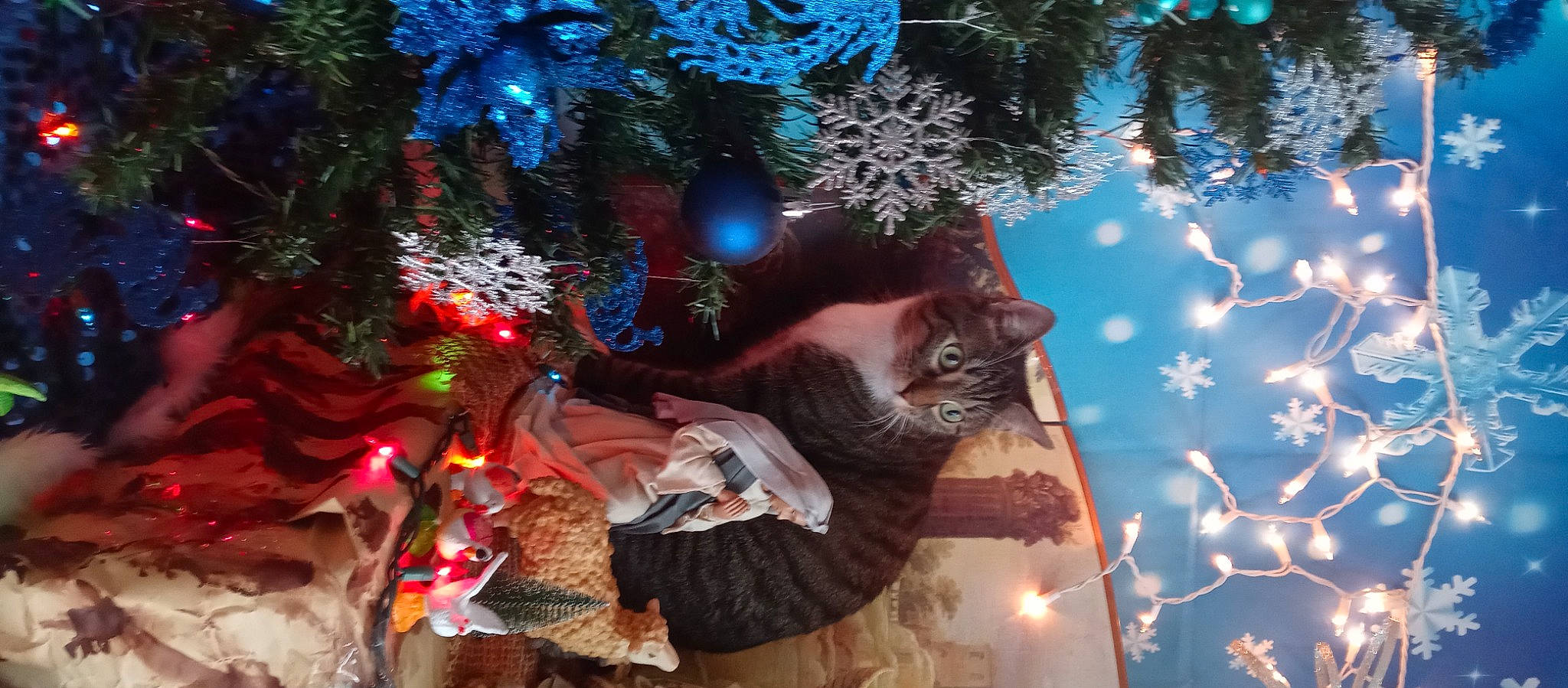 Pelusa is registered to the contest to win money with this photo: branch, christmas, christmas_decoration, christmas_ornament, christmas_tree, electric_blue, event, evergreen, fawn, holiday, holiday_ornament, light, lighting, organism, ornament, plant, tree, window, winter, world