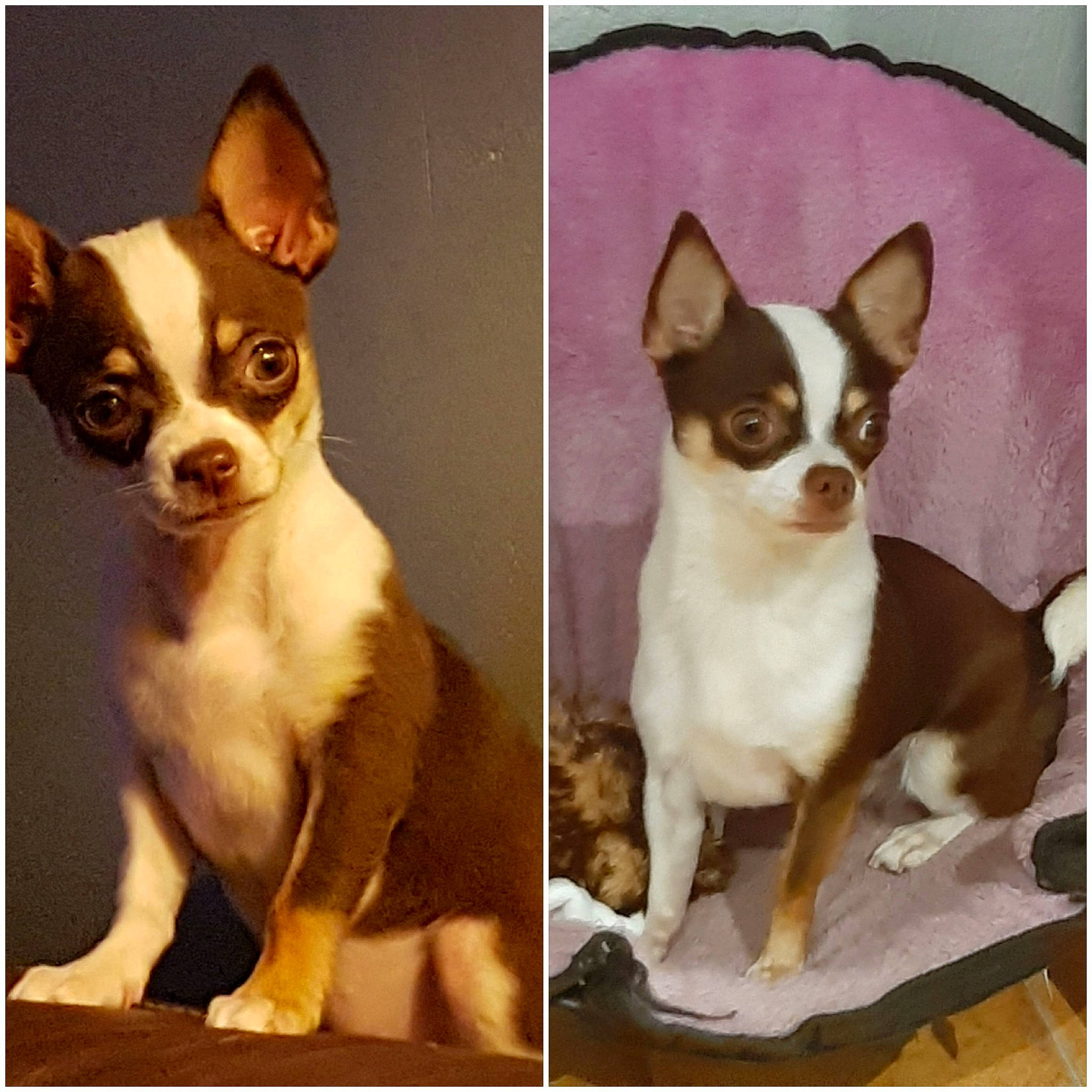 Onny participe au concours pour gagner de l'argent avec cette photo : ancient_dog_breeds, canidae, carnivore, companion_dog, dog, dog_breed, ear, fawn, font, non_sporting_group, photo_caption, snout, toy_dog, whiskers, working_animal