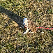 Spot is registered to the contest to win money with this photo: puppy, dog, grass, outdoor, leash, brindle, white, animal, pet, young, sitting, sunlight, shadow, curious, nature, field, cute, canine, daylight, playful