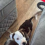 Spot joined the competition — help win amazing prizes! puppy, dog, indoor, wooden_floor, gray_couch, playful, pet, animal, tail_wagging, two_dogs, brown_and_white, blurry_motion, cute, young_dog, floor, living_room, furniture, domestic, companions, curious