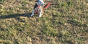 Spot joined the competition — help win amazing prizes! puppy, grass, leash, sunlight, playground, spring_rider, yellow_toy, park, outdoor, pet, animal, fence, shadow, daylight, young_dog, brown_and_white, sitting, nature, open_space, calm