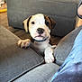 Spot joined the competition — help win amazing prizes! puppy, dog, couch, gray, pet, indoor, living_room, furniture, curious, cute, paws, animal, young_dog, collar, home, floor, people, legs, comfort, domestic
