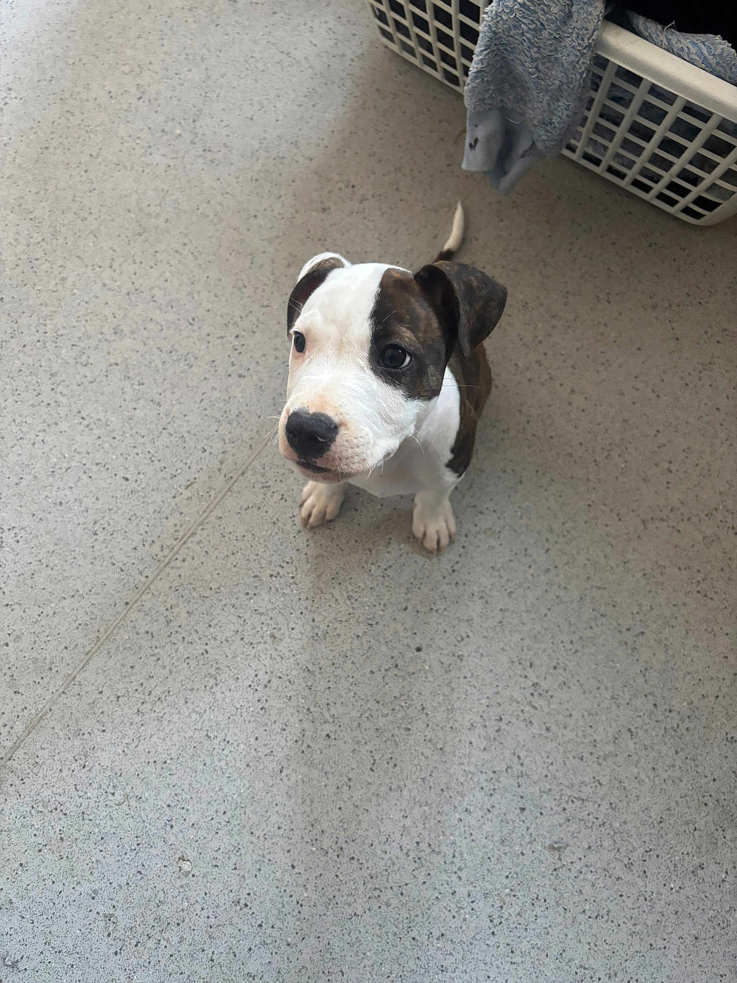 Spot is registered to the contest to win money with this photo: puppy, dog, white, brown, floor, laundry_basket, towel, indoor, pet, animal, cute, young, sitting, looking_up, ears, tail, snout, whiskers, domestic, companion
