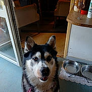 Lucky participe au concours pour gagner de l'argent avec cette photo : dog, husky, indoor, floor, metal_bowl, empty_bowl, dining_table, chair, door, window, fur, pet, looking_up, collar, food_bowl, home, animal, domestic, flooring, kitchen