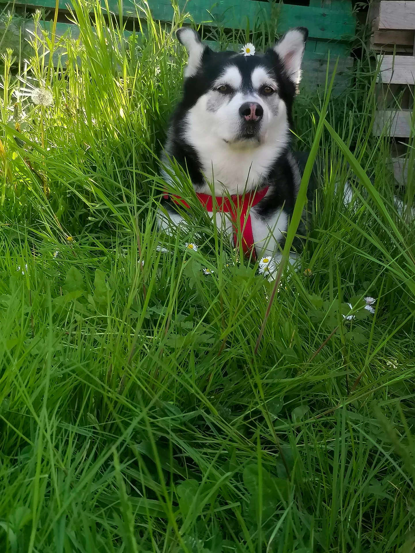 Lucky participe au concours pour gagner de l'argent avec cette photo : dog, husky, grass, flower, daisy, red_harness, outdoor, nature, greenery, pet, animal, garden, calm, sitting, furry, canine, summer, flora, leaf, peaceful