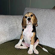 Daisy is registered to the contest to win money with this photo: beagle, puppy, dog, pet, sitting, blanket, couch, indoor, fur, cute, animal, canine, young, ears, tail, white, brown, black, looking, cozy
