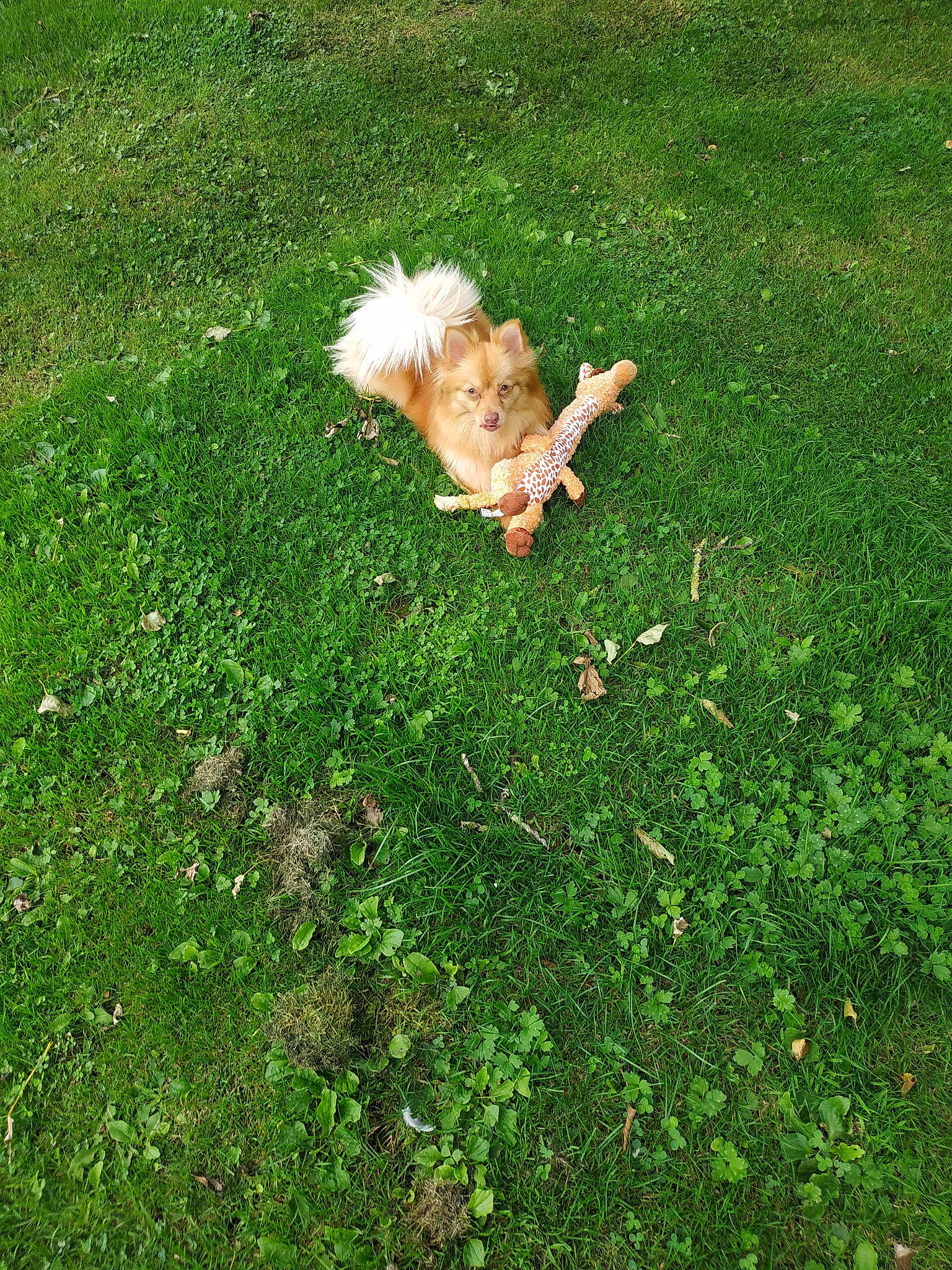 Pixi participe au concours pour gagner de l'argent avec cette photo : canidae, carnivore, companion_dog, dog, dog_breed, fawn, grass, groundcover, lawn, maltepoo, mammal, meadow, non_sporting_group, poodle_crossbreed, puppy, small_terrier, sporting_group, tail, terrier, toy_dog