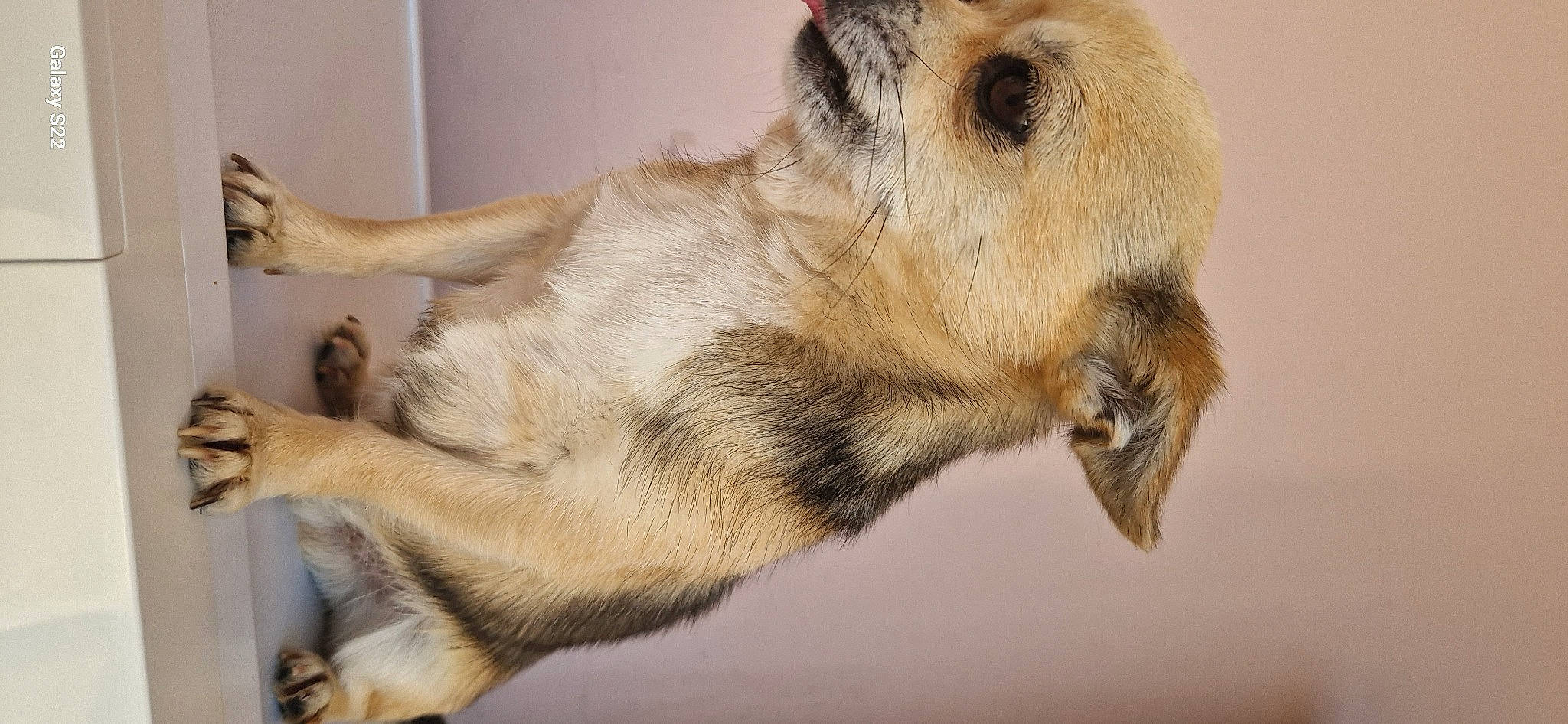 Moustique participe au concours pour gagner de l'argent avec cette photo : ancient_dog_breeds, canidae, carnivore, claw, companion_dog, dog, dog_breed, fawn, fur, paw, snout, sporting_group, street_dog, tail, terrestrial_animal, whiskers, wildlife, wing