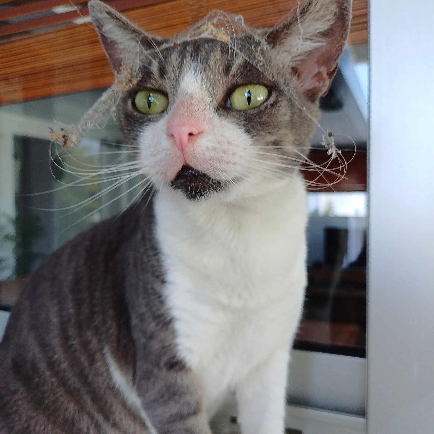 Tit Coeur a rejoint le concours — aidez-le/la à gagner de superbes lots ! animal, cat, close_up, curious, ears, expression, face, feline, glass, gray_fur, green_eyes, indoor, pet, pink_nose, plant_crown, sitting, whiskers, white_fur, window, wooden_blinds