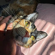 Sasha joined the competition — help win amazing prizes! cat, calico_cat, feline, pet, animal, close_up, portrait, whiskers, green_eyes, pink_nose, fur, multicolored_fur, lying_down, relaxed, sunlight, indoor, bed, pink_fabric, human_hand, cute