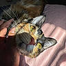 cat, calico_cat, feline, pet, animal, close_up, portrait, whiskers, green_eyes, pink_nose, fur, multicolored_fur, lying_down, relaxed, sunlight, indoor, bed, pink_fabric, human_hand, cute