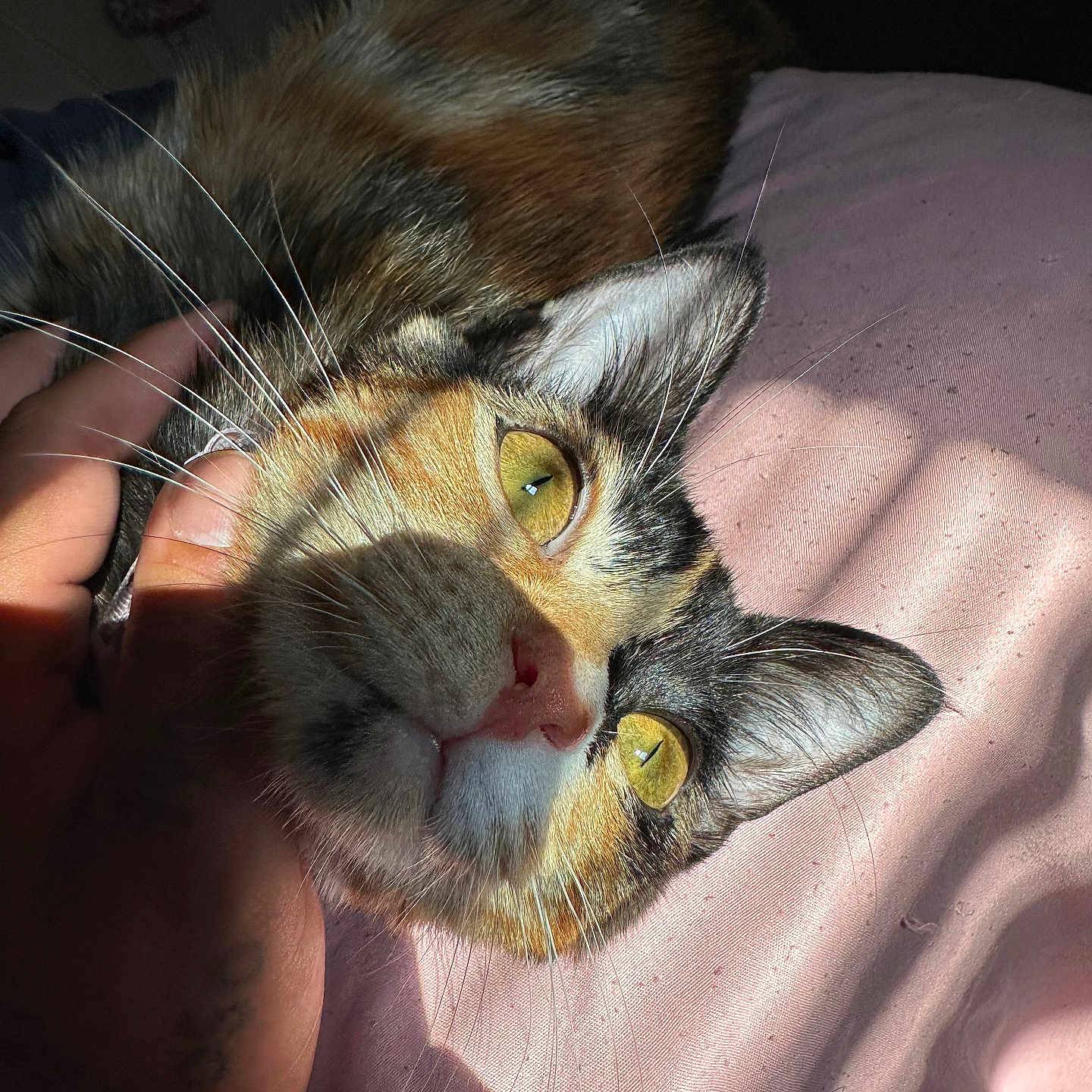 Sasha joined the competition — help win amazing prizes! cat, calico_cat, feline, pet, animal, close_up, portrait, whiskers, green_eyes, pink_nose, fur, multicolored_fur, lying_down, relaxed, sunlight, indoor, bed, pink_fabric, human_hand, cute