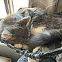 cat, sleeping, gray_cat, white_paws, fluffy, indoor, window, curtain, hammock, cozy, resting, pet, feline, fur, natural_light, quiet, relaxation, home, domestic_animal, cute