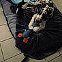 animal, black_blanket, blanket, canine, comfort, dog, domestic, floor, indoor, laying_down, pet, playful, plush_toy, relaxed, resting, soft_texture, spotted, tile_floor, toy, white