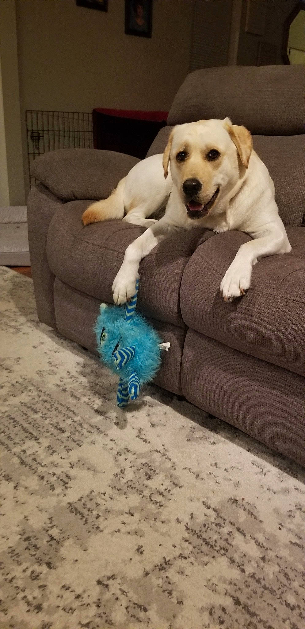 Genesis Jo is registered to the contest to win money with this photo: canidae, carnivore, companion_dog, couch, dog, dog_breed, dog_toy, fur, labrador_retriever, paw, puppy, retriever, sporting_group, tail