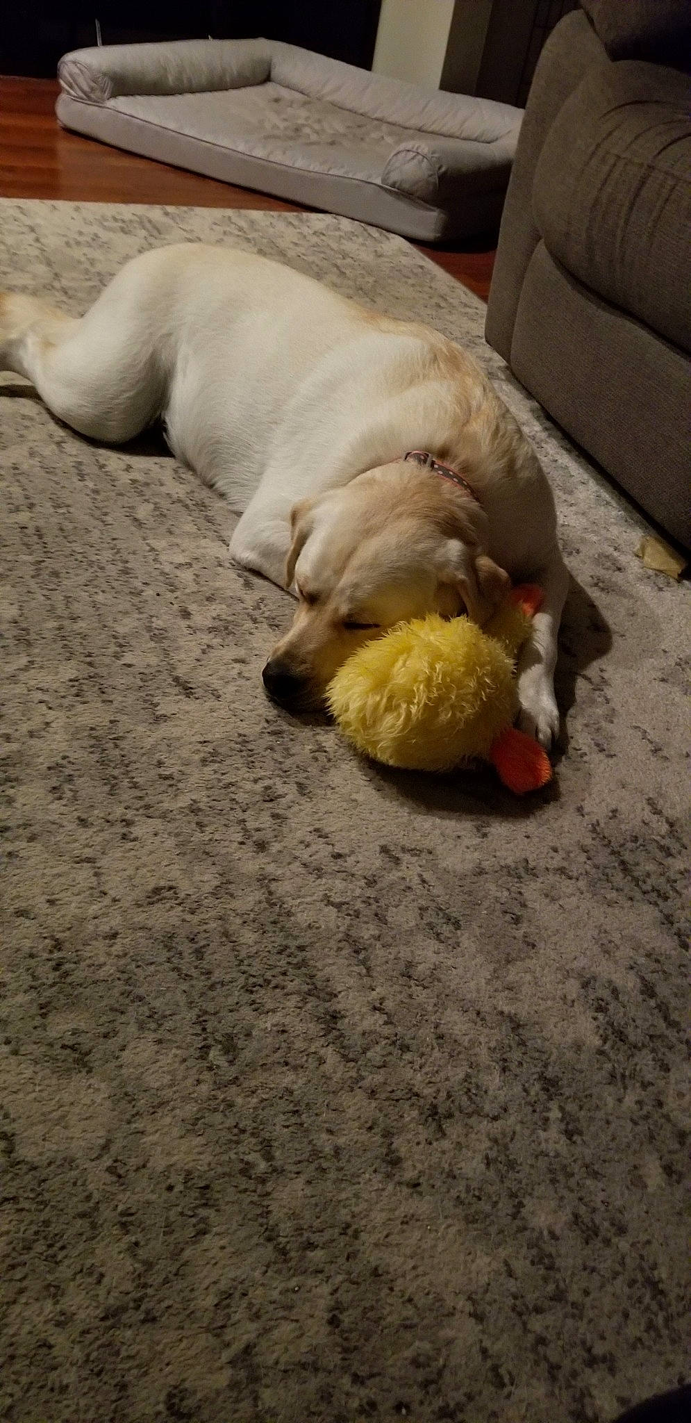 Genesis Jo joined the competition — help win amazing prizes! canidae, carnivore, companion_dog, dog, dog_breed, fawn, labrador_retriever, nap, paw, puppy, retriever, sleep, snout, sporting_group, tail