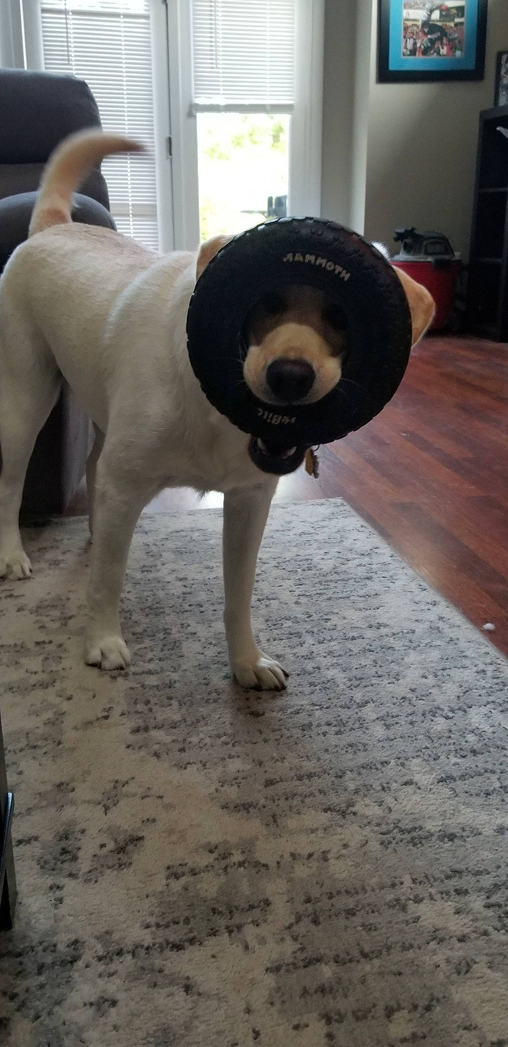 Genesis Jo joined the competition — help win amazing prizes! canidae, carnivore, companion_dog, dog, dog_breed, fawn, snout, sporting_group, tail