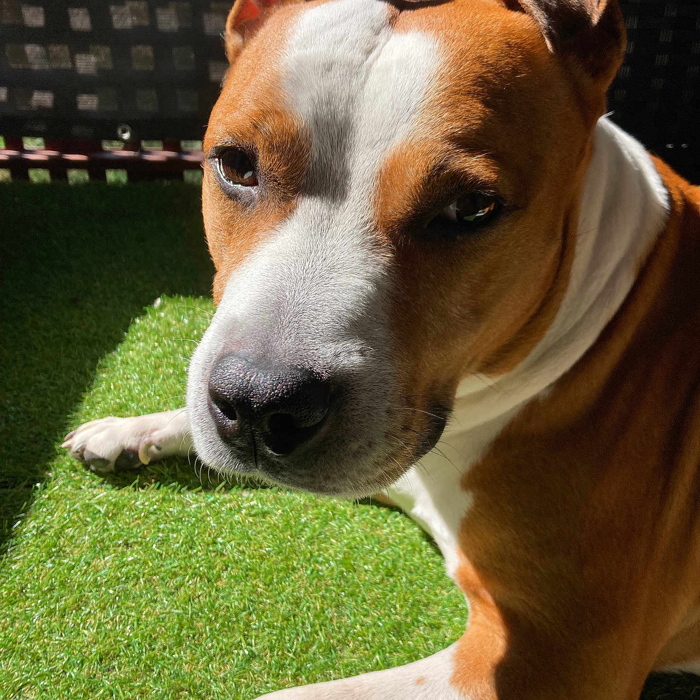 Boston a rejoint le concours — aidez-le/la à gagner de superbes lots ! animal, ball, boxer, bulldog, canine, dog, football, grass, hound, lawn, pet, pitbull, plant, puppy, snout, soccer, sport, tennis, tennisball, whitedog