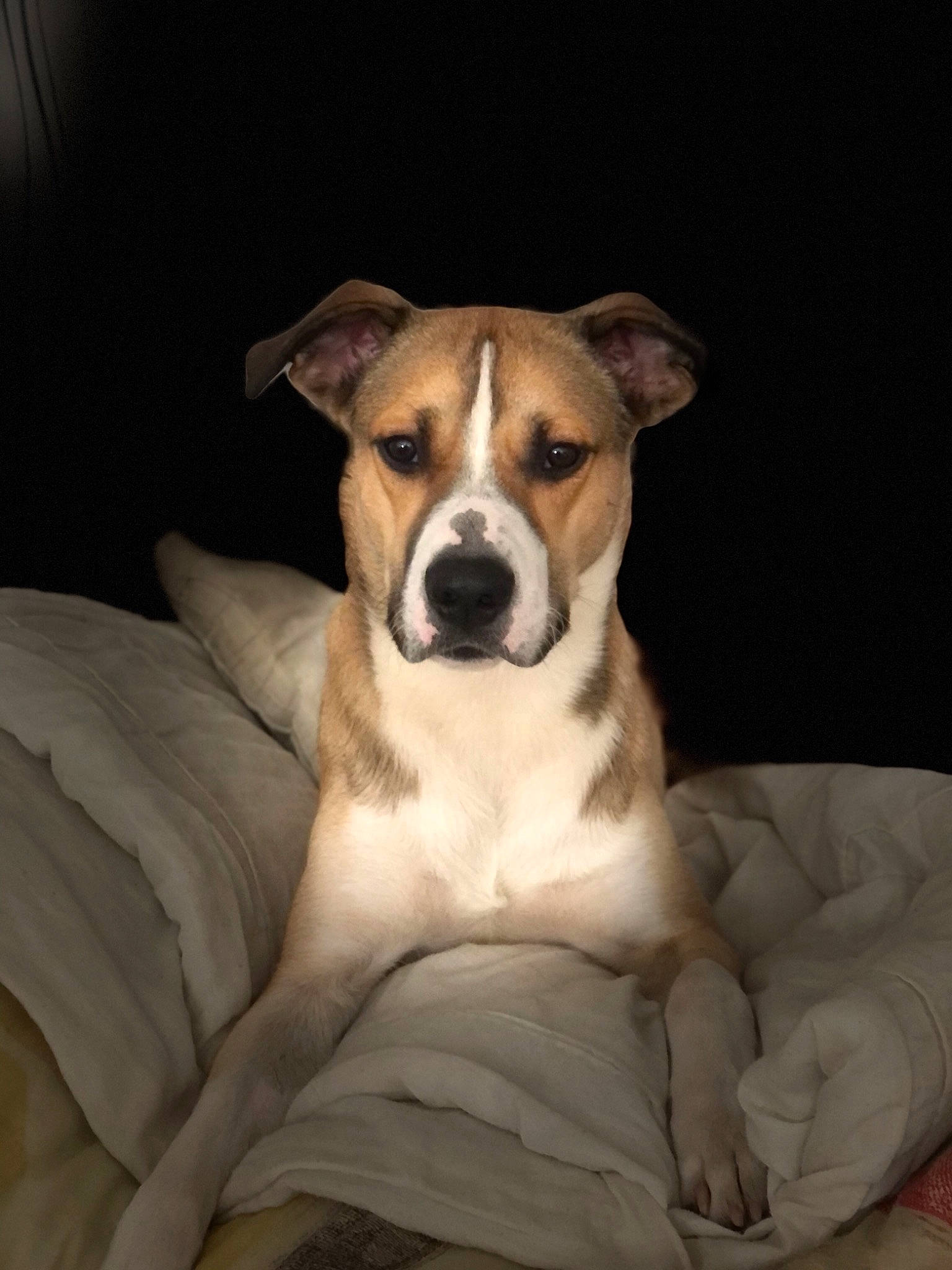 Naka a rejoint le concours — aidez-le/la à gagner de superbes lots ! art, bored, canidae, carnivore, comfort, companion_dog, dog, dog_breed, dog_supply, paw, sporting_group, terrestrial_animal, whiskers, working_animal