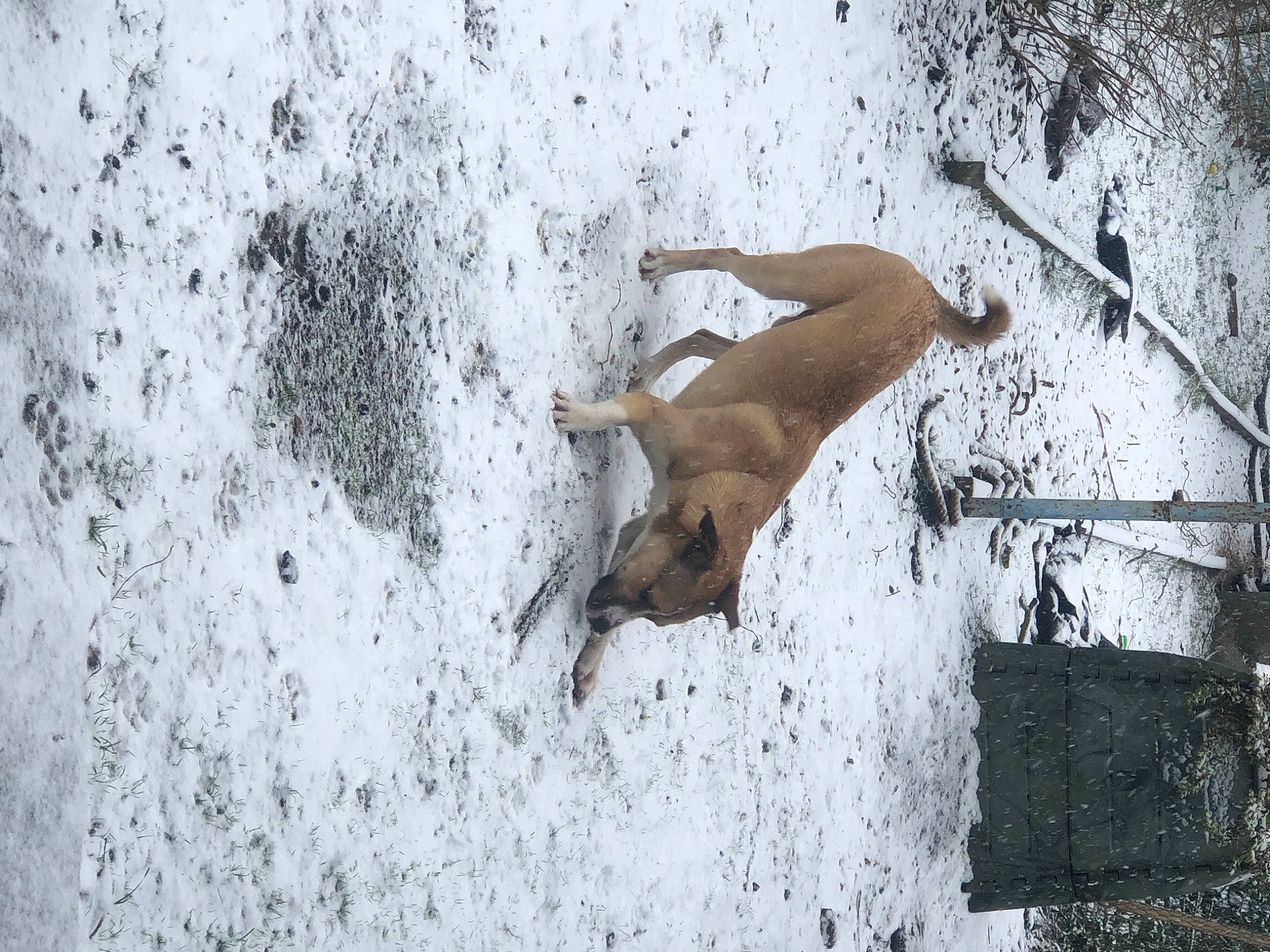 Naka a rejoint le concours — aidez-le/la à gagner de superbes lots ! art, barechested, canidae, carnivore, concrete, dog, dog_breed, door, fawn, foot, freezing, fur, recreation, snow, soil, sporting_group, tail, terrestrial_animal, winter, wood