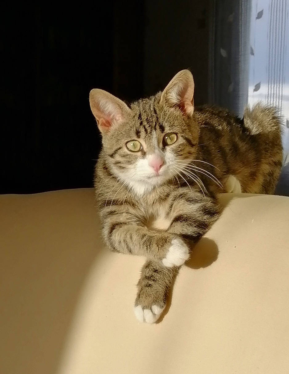 Rox participe au concours pour gagner de l'argent avec cette photo : carnivore, cat, claw, domestic_short_haired_cat, door, eye, felidae, fur, paw, sitting, small_to_medium_sized_cats, snout, tail, terrestrial_animal, whiskers