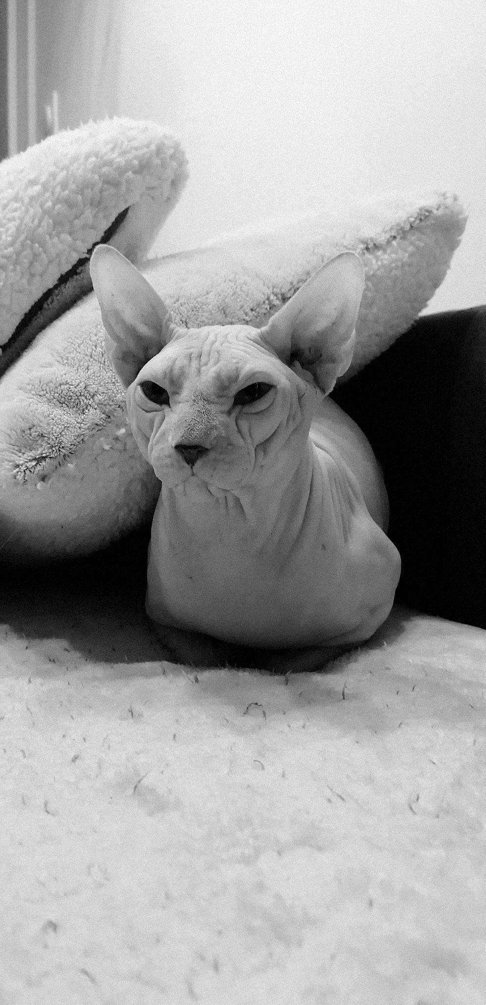 Phalco participe au concours pour gagner de l'argent avec cette photo : art, domestic_rabbit, ear, fawn, hare, monochrome, monochrome_photography, natural_material, rabbit, rabbits_and_hares, sculpture, snout, snow, snowshoe_hare, still_life_photography, terrestrial_animal, visual_arts, whiskers, white, wildlife