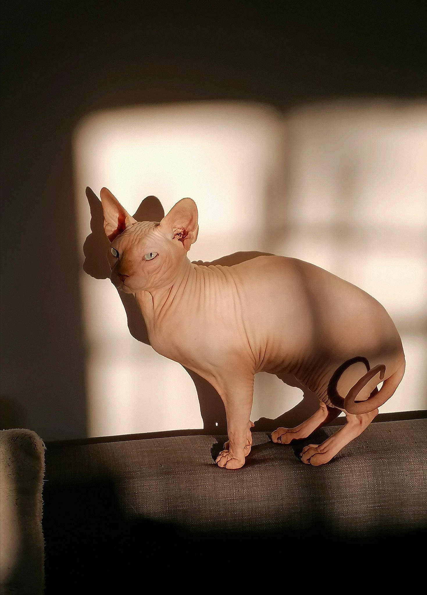 Phalco a rejoint le concours — aidez-le/la à gagner de superbes lots ! animal_figure, art, artifact, creative_arts, darkness, domestic_pig, ear, event, fawn, head, jaw, livestock, saving, sculpture, snout, suidae, tail, terrestrial_animal, toy, wood