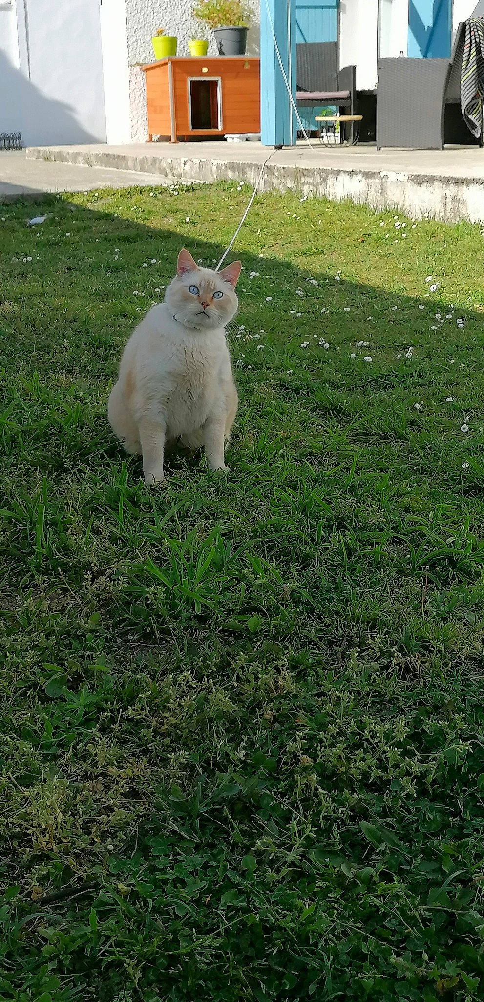 Snow participe au concours pour gagner de l'argent avec cette photo : carnivore, cat, dog_breed, domestic_short_haired_cat, eye, fawn, felidae, fur, grass, grassland, groundcover, lawn, plant, small_to_medium_sized_cats, snout, soil, tail, terrestrial_animal, tree, whiskers