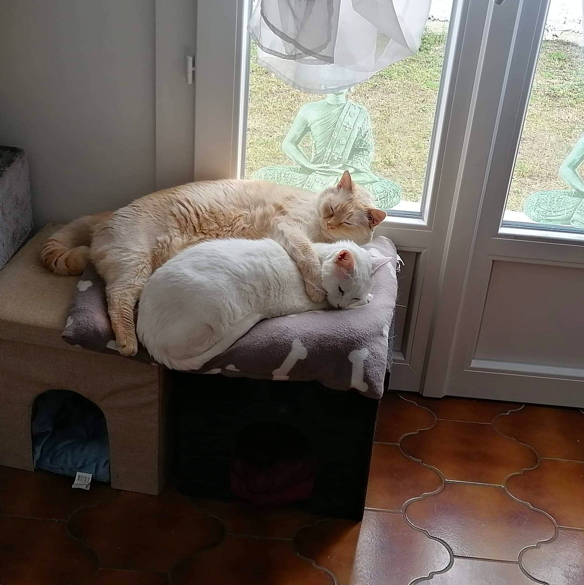 Snow participe au concours pour gagner de l'argent avec cette photo : carnivore, cat, cat_supply, comfort, fawn, felidae, floor, flooring, fur, hardwood, house, interior_design, linens, room, small_to_medium_sized_cats, tail, whiskers, window, window_treatment, wood