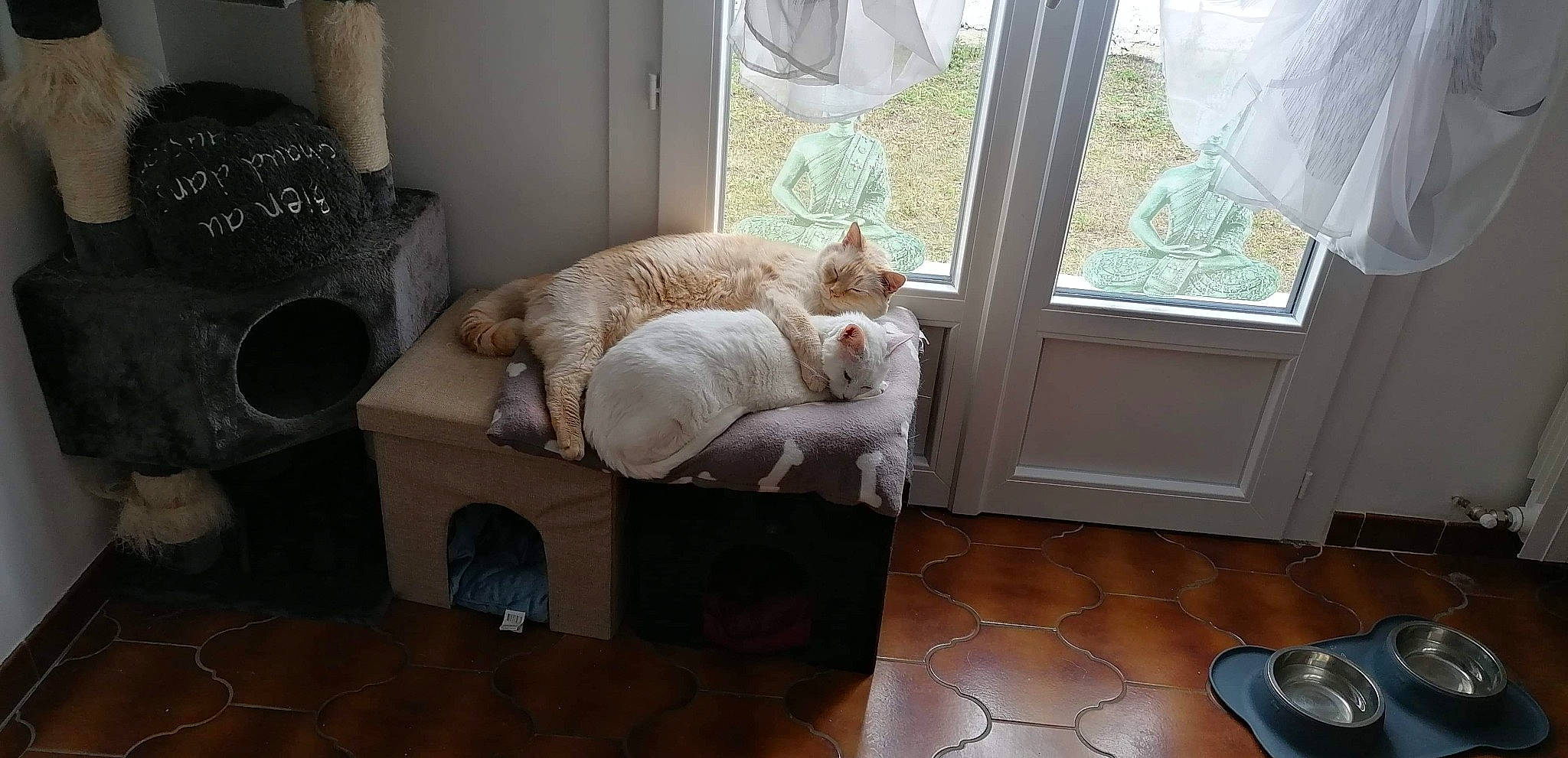 Snow a rejoint le concours — aidez-le/la à gagner de superbes lots ! carnivore, cat, cat_supply, chair, comfort, curtain, fawn, felidae, floor, flooring, hardwood, interior_design, linens, room, small_to_medium_sized_cats, tail, whiskers, window, window_treatment, wood