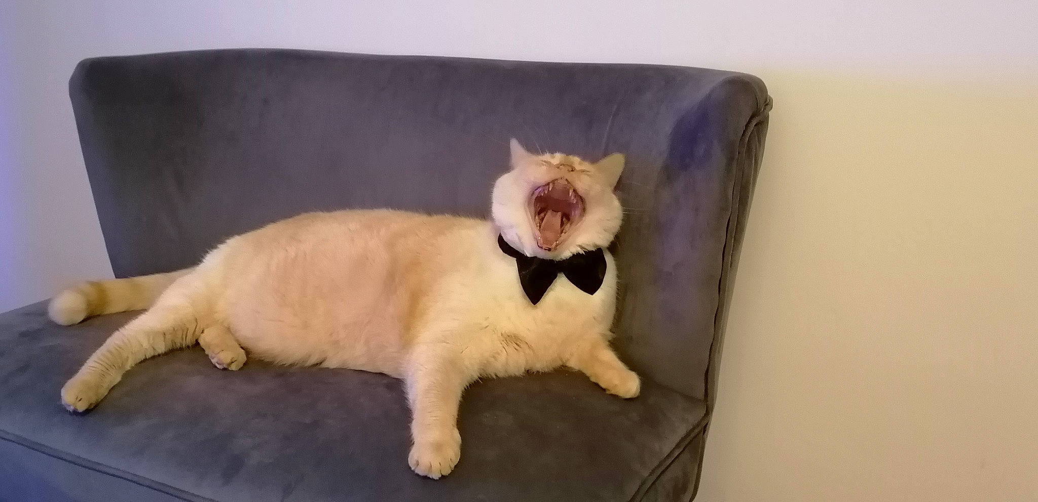 Snow participe au concours pour gagner de l'argent avec cette photo : balinese, carnivore, cat, cat_supply, chair, claw, comfort, couch, fawn, felidae, fur, linens, paw, pet_supply, pillow, siamese, small_to_medium_sized_cats, tail, throw_pillow, whiskers