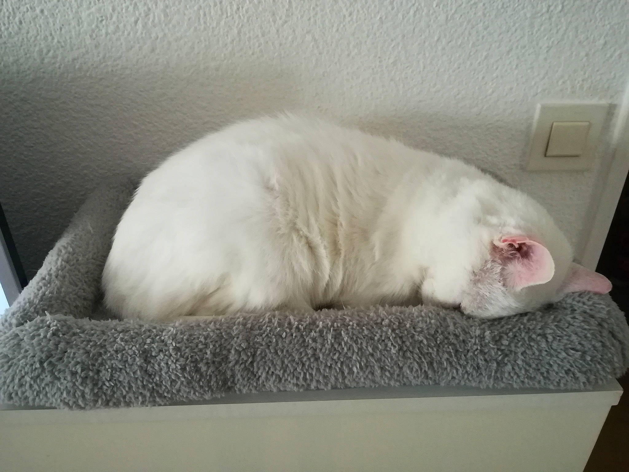 Coco participe au concours pour gagner de l'argent avec cette photo : carnivore, cat, comfort, domestic_short_haired_cat, felidae, fur, grey, light_switch, nap, paw, rectangle, room, small_to_medium_sized_cats, tail, wall_plate, whiskers