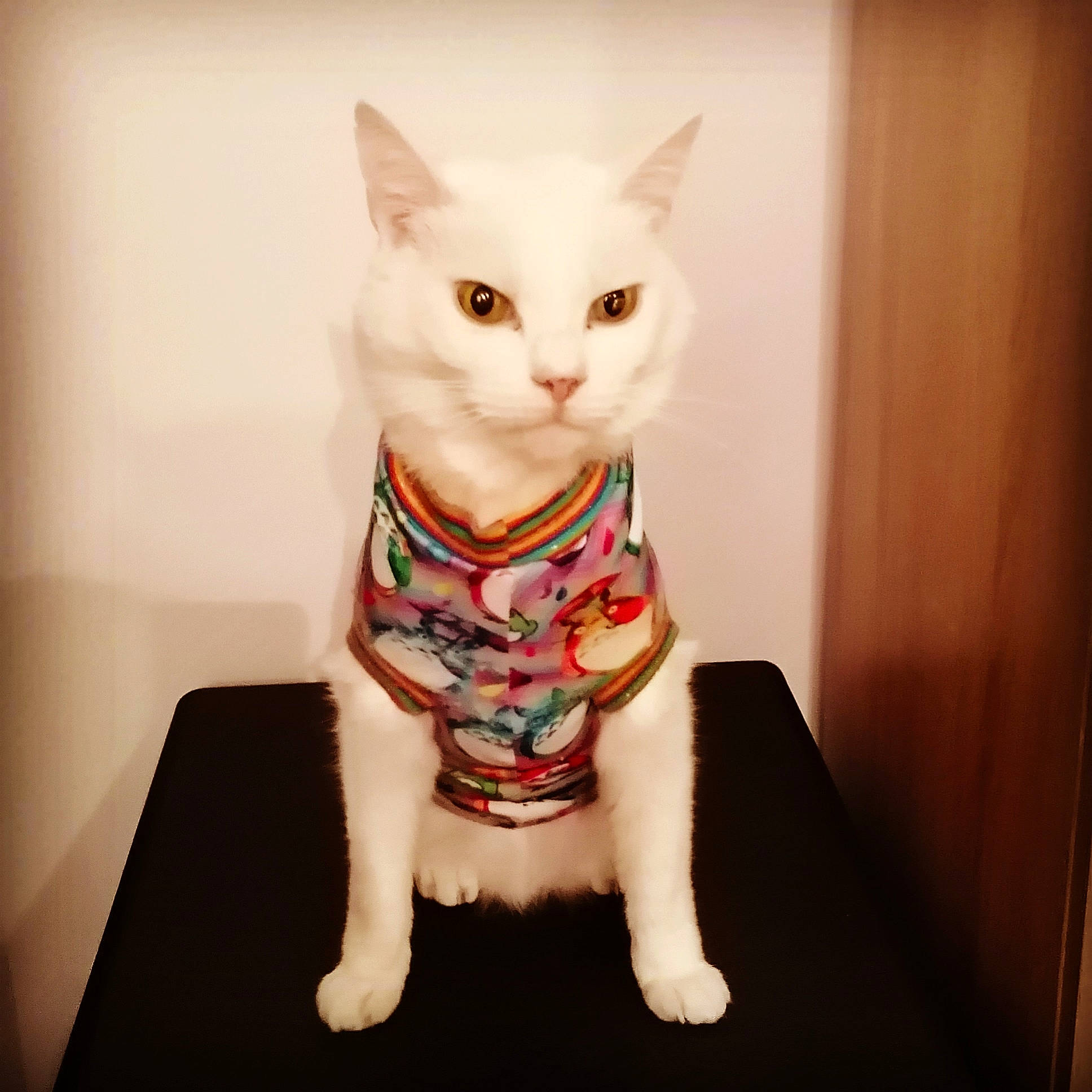 Coco a rejoint le concours — aidez-le/la à gagner de superbes lots ! carmine, carnivore, cat, eye, fawn, felidae, fur, head, human_body, human_leg, iris, neck, pattern, sitting, sleeve, small_to_medium_sized_cats, snout, tail, toy, whiskers